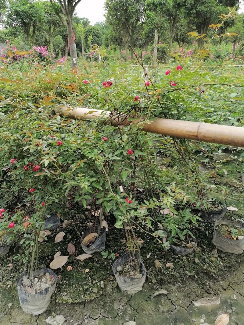 供应藤本植物蔷薇80-400公分蔷薇基地直销一手货源
