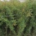 供应藤本植物蔷薇80-400公分蔷薇基地直销一手货源
