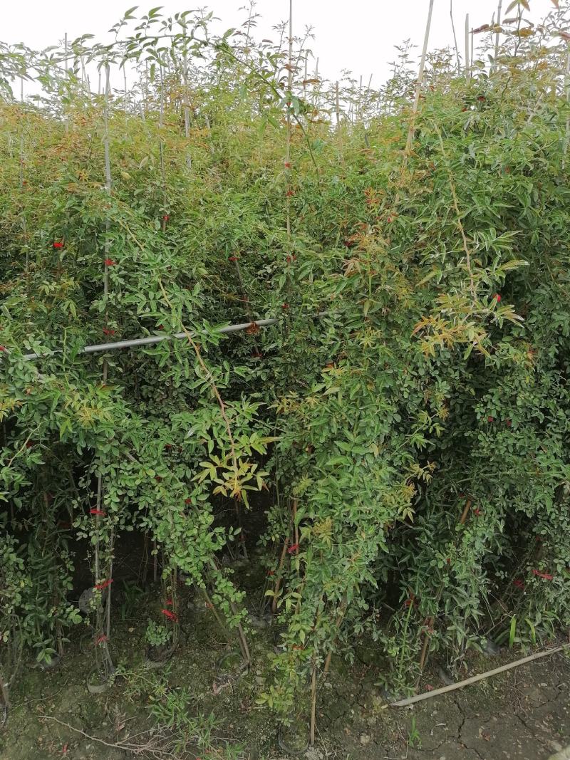 供应藤本植物蔷薇80-400公分蔷薇基地直销一手货源