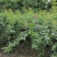 供应藤本植物蔷薇80-400公分蔷薇基地直销一手货源