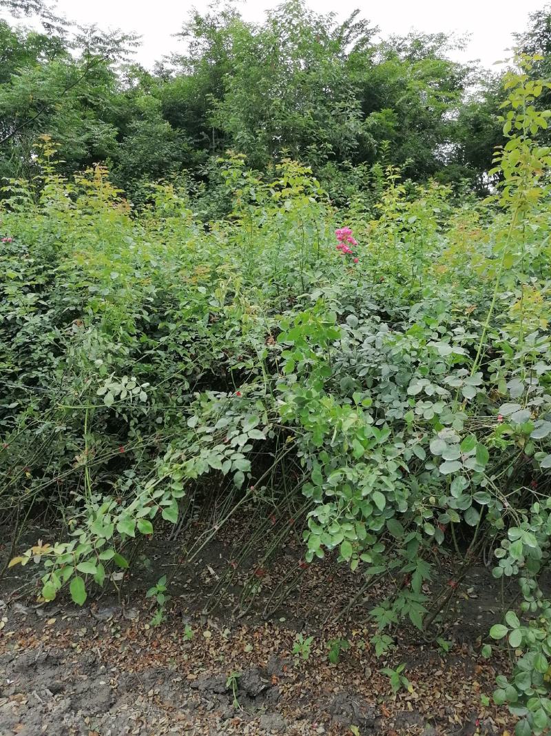 供应藤本植物蔷薇80-400公分蔷薇基地直销一手货源