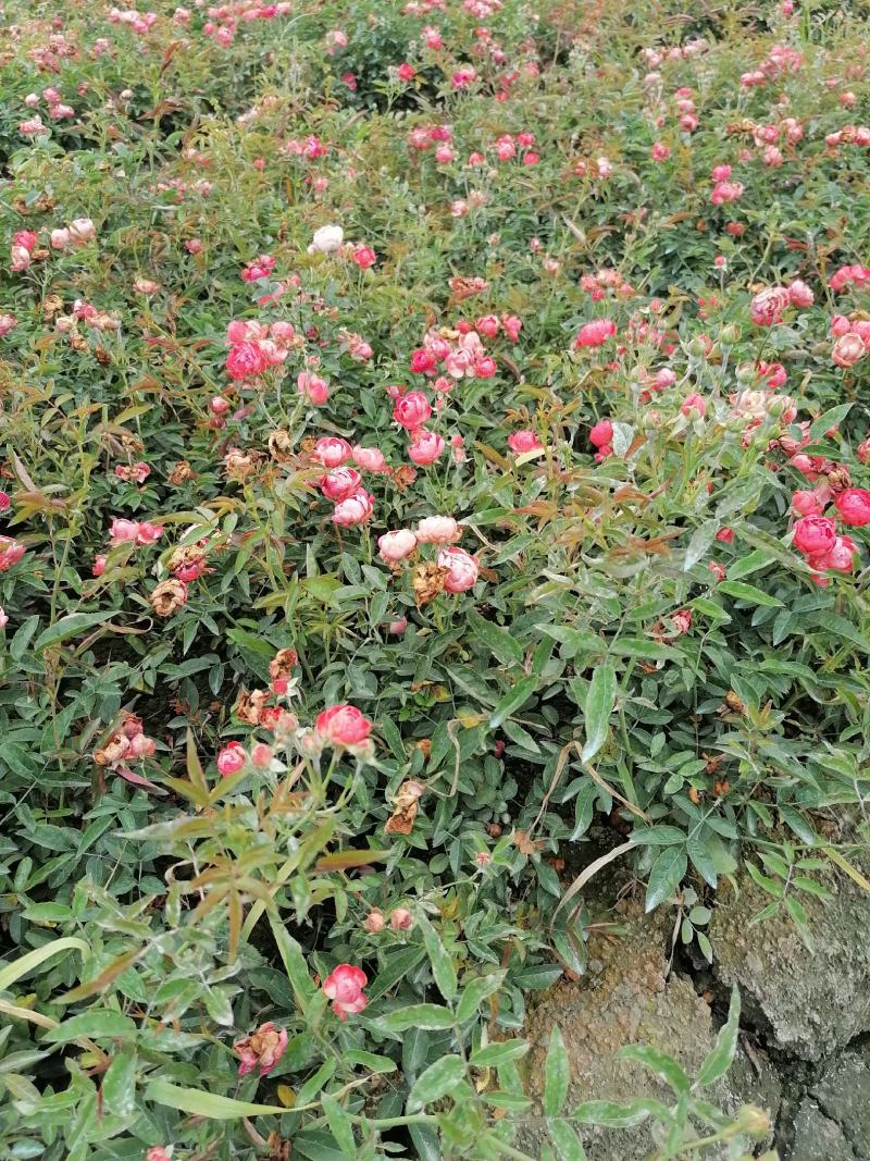 供应藤本植物蔷薇80-400公分蔷薇基地直销一手货源