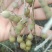 山豆根种子：免费提供播种、种植一条龙技术服务