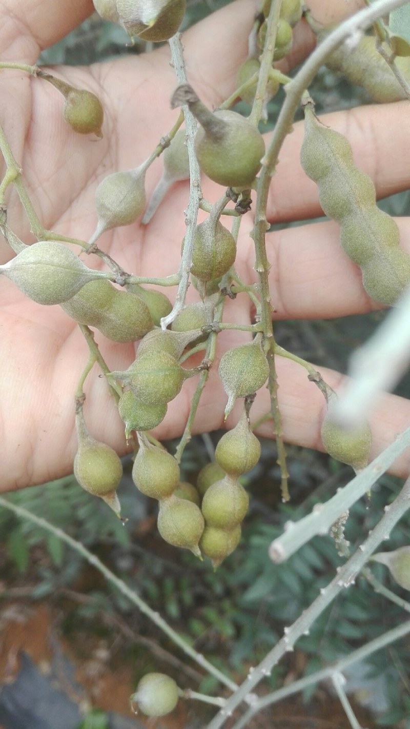 山豆根种子：免费提供播种、种植一条龙技术服务
