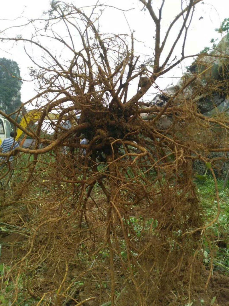 山豆根种子：免费提供播种、种植一条龙技术服务