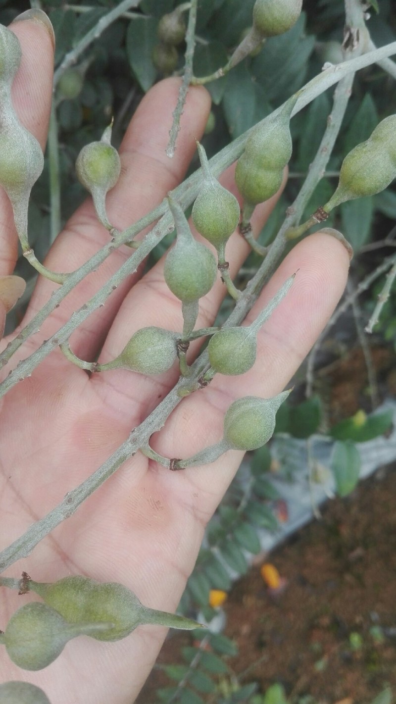 山豆根种子：免费提供播种、种植一条龙技术服务