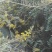 山豆根种子：免费提供播种、种植一条龙技术服务