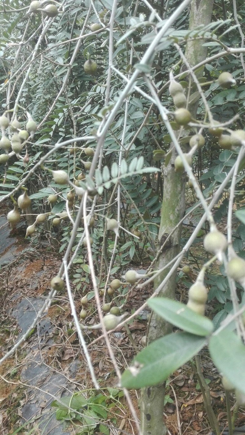 山豆根种子：免费提供播种、种植一条龙技术服务