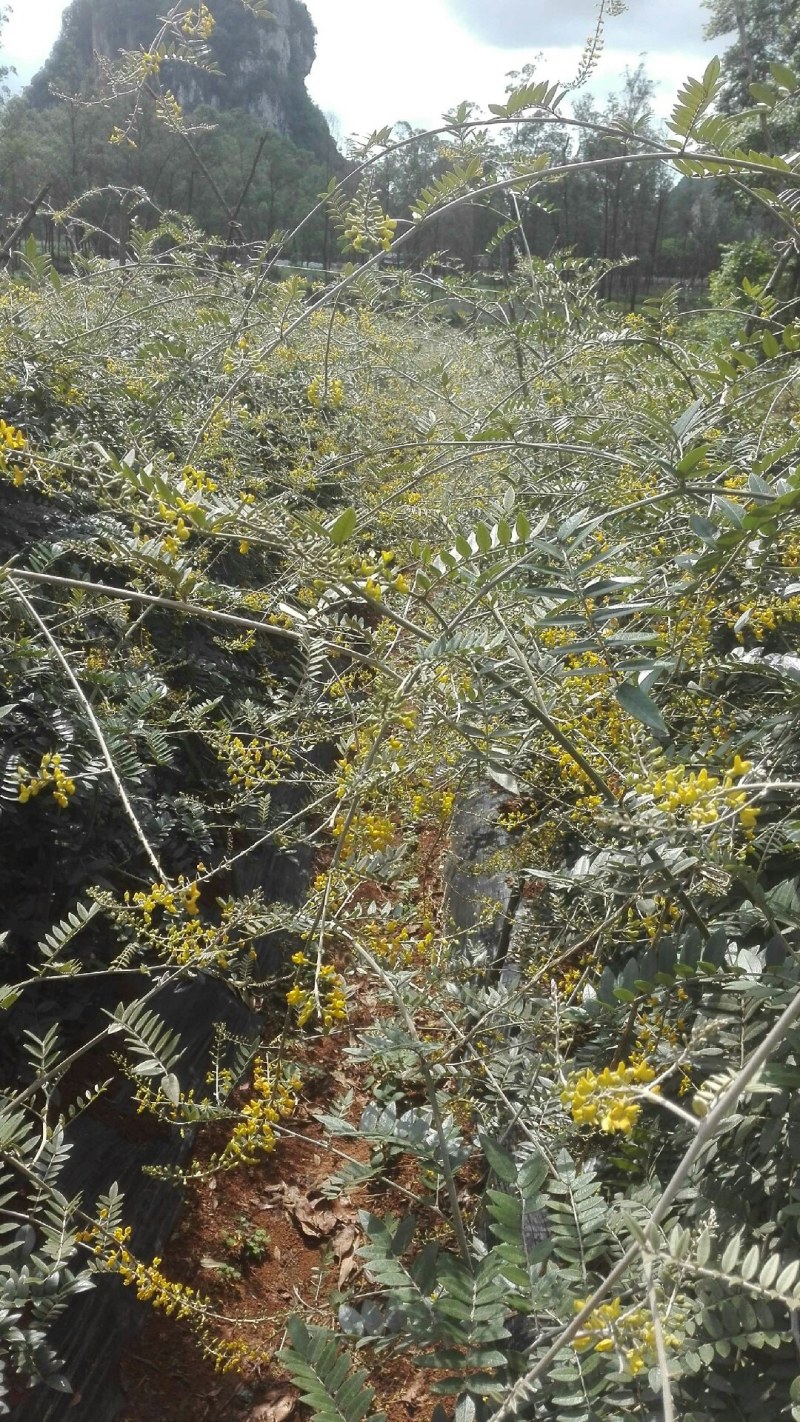 山豆根种子：免费提供播种、种植一条龙技术服务