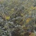 山豆根种子：免费提供播种、种植一条龙技术服务