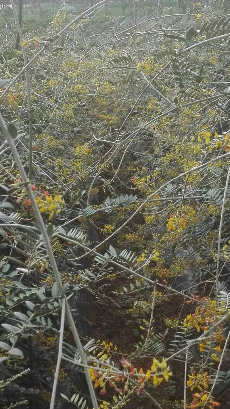 山豆根种子：免费提供播种、种植一条龙技术服务