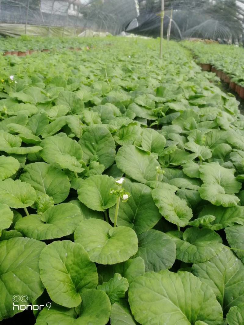 大花樱草双色杯视频看货大花樱草基地直销大花樱草