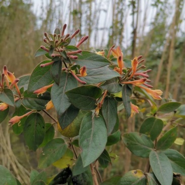 自家苗圃供应金银花杯苗基地直销一手货源视频看货
