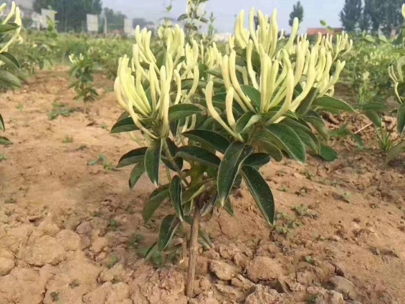 自家苗圃供应金银花杯苗基地直销一手货源视频看货