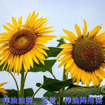 观赏向日葵种子食用葵花种子油葵种籽子高矮黄花海种子
