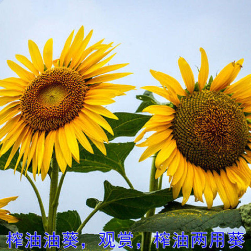 观赏向日葵种子食用葵花种子油葵种籽子高矮黄花海种子