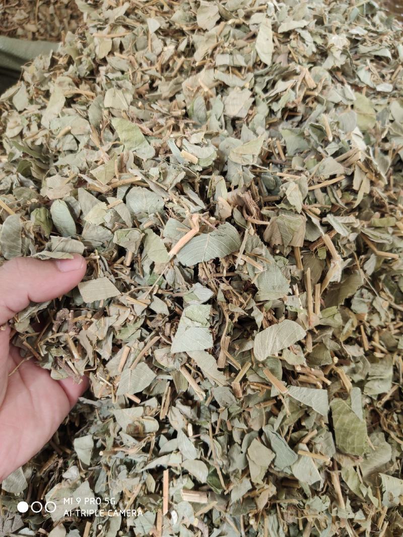 金钱草，切断新货绿叶（量大优惠）价格便宜欢迎来咨询
