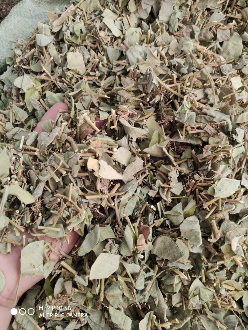 金钱草，切断新货绿叶（量大优惠）价格便宜欢迎来咨询