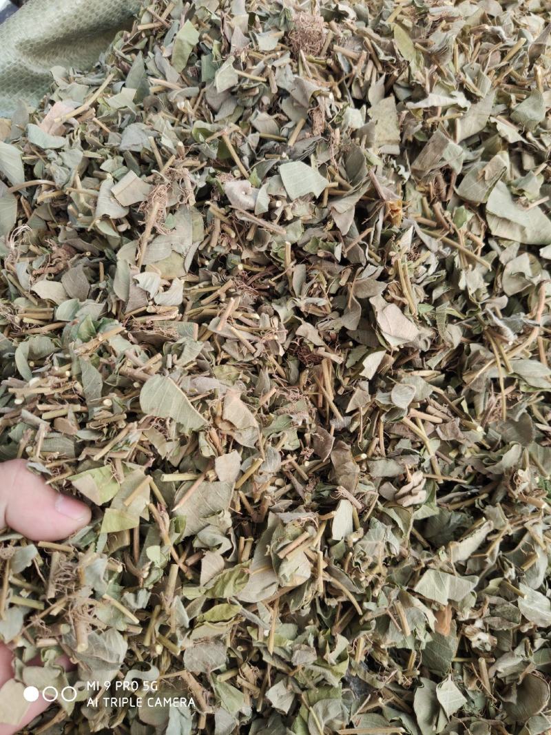 金钱草，切断新货绿叶（量大优惠）价格便宜欢迎来咨询