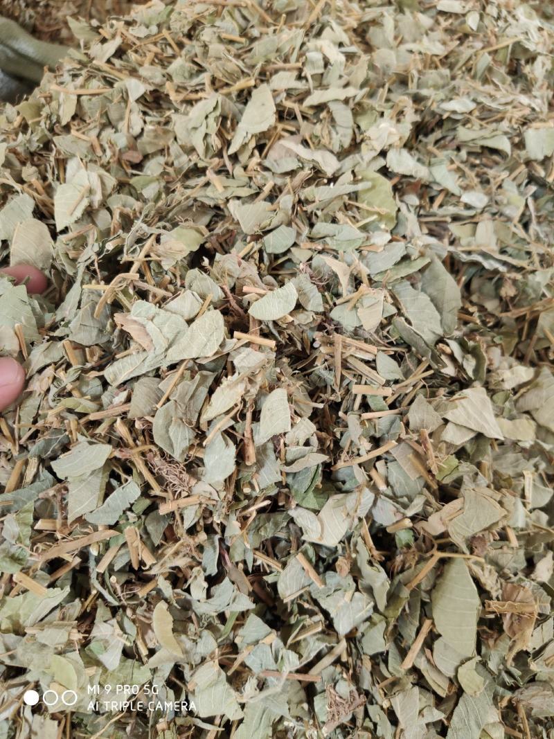 金钱草，切断新货绿叶（量大优惠）价格便宜欢迎来咨询