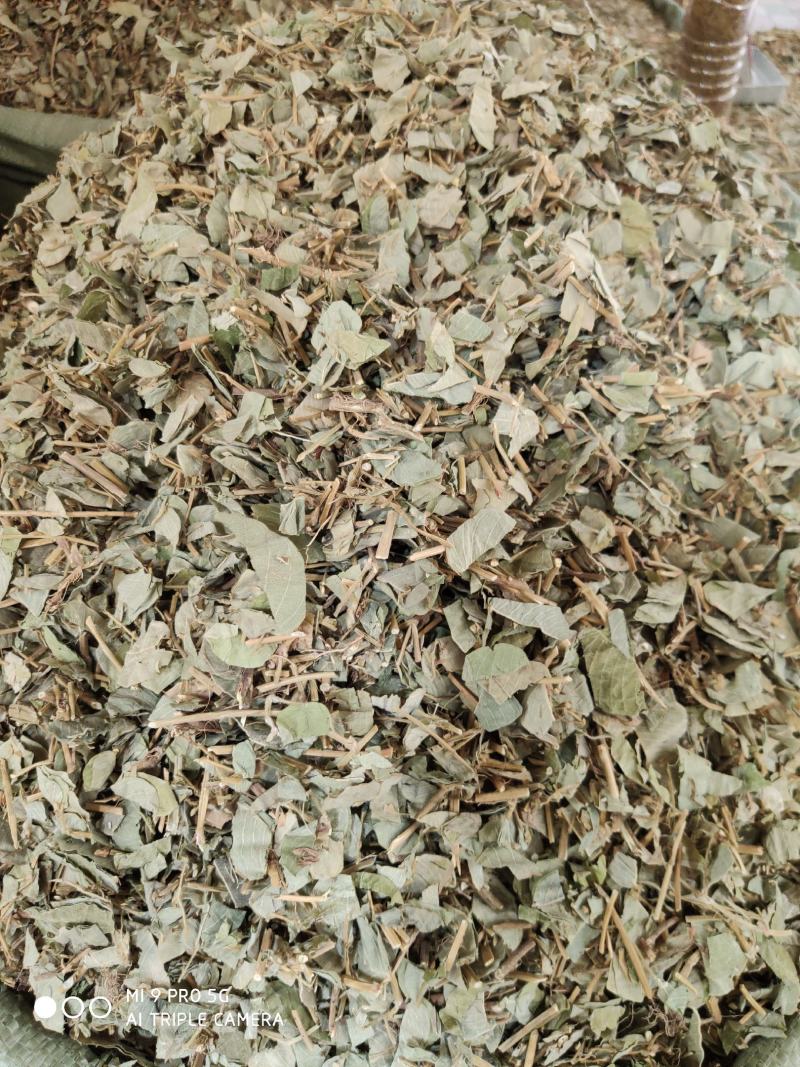 金钱草，切断新货绿叶（量大优惠）价格便宜欢迎来咨询