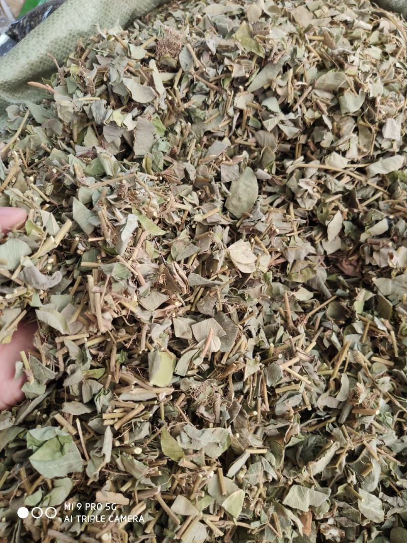 金钱草，切断新货绿叶（量大优惠）价格便宜欢迎来咨询
