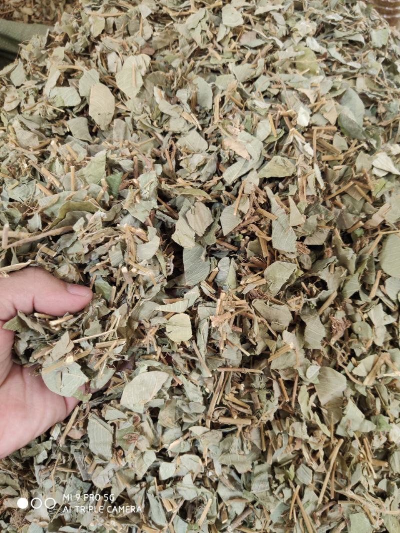 金钱草，切断新货绿叶（量大优惠）价格便宜欢迎来咨询