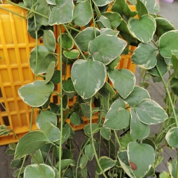 自家苗圃供应常春藤基地直销一手货源视频看货保质保