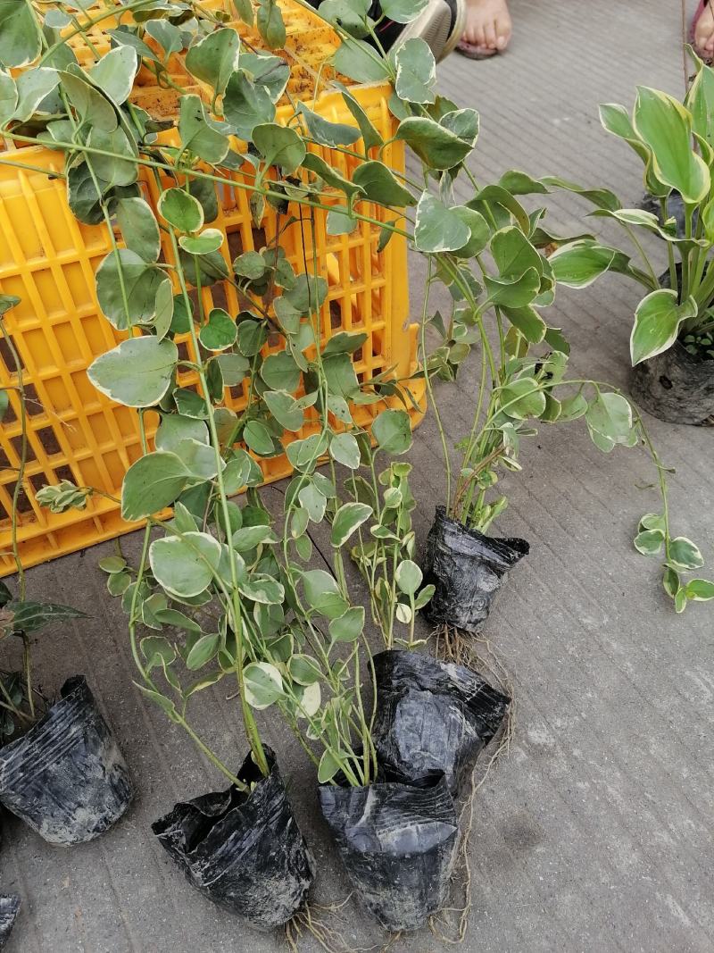 自家苗圃供应常春藤基地直销一手货源视频看货保质保