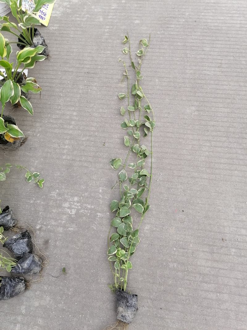 自家苗圃供应常春藤基地直销一手货源视频看货保质保