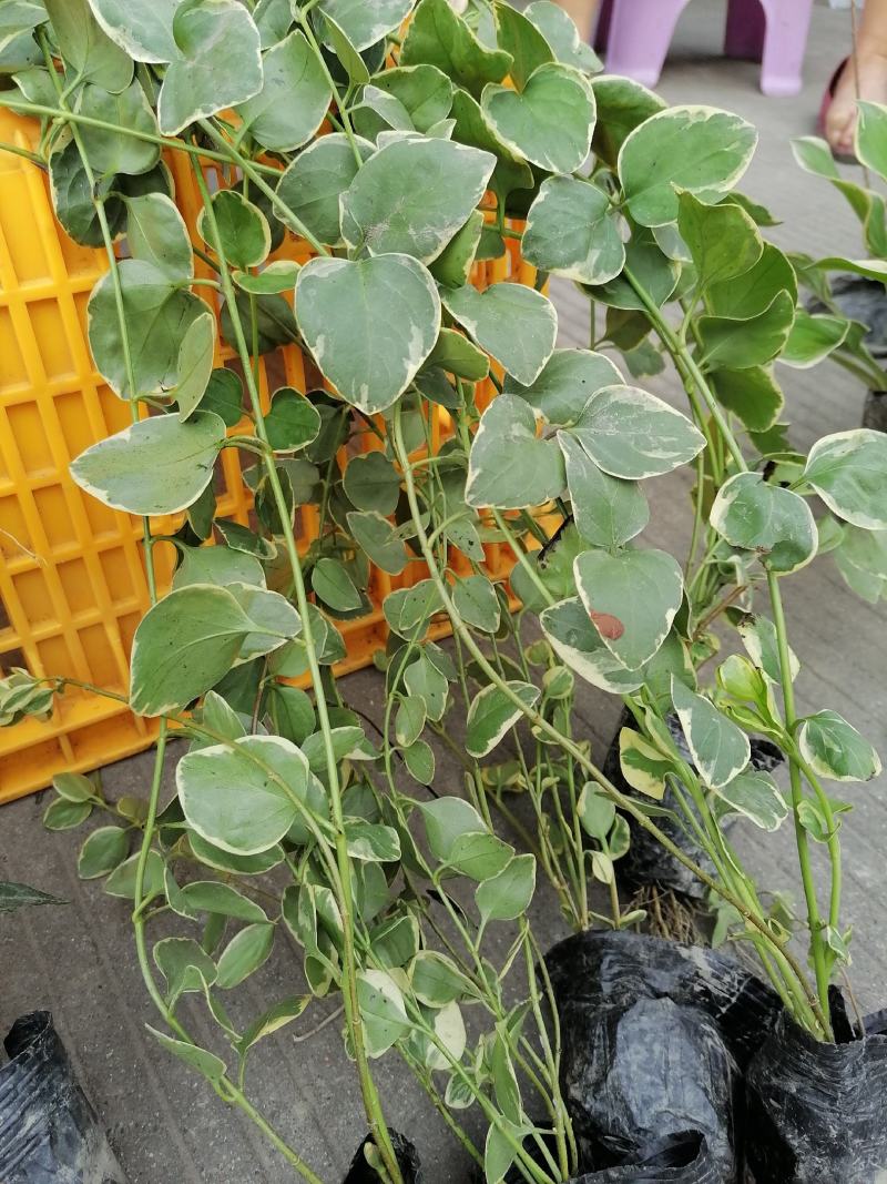 自家苗圃供应常春藤基地直销一手货源视频看货保质保