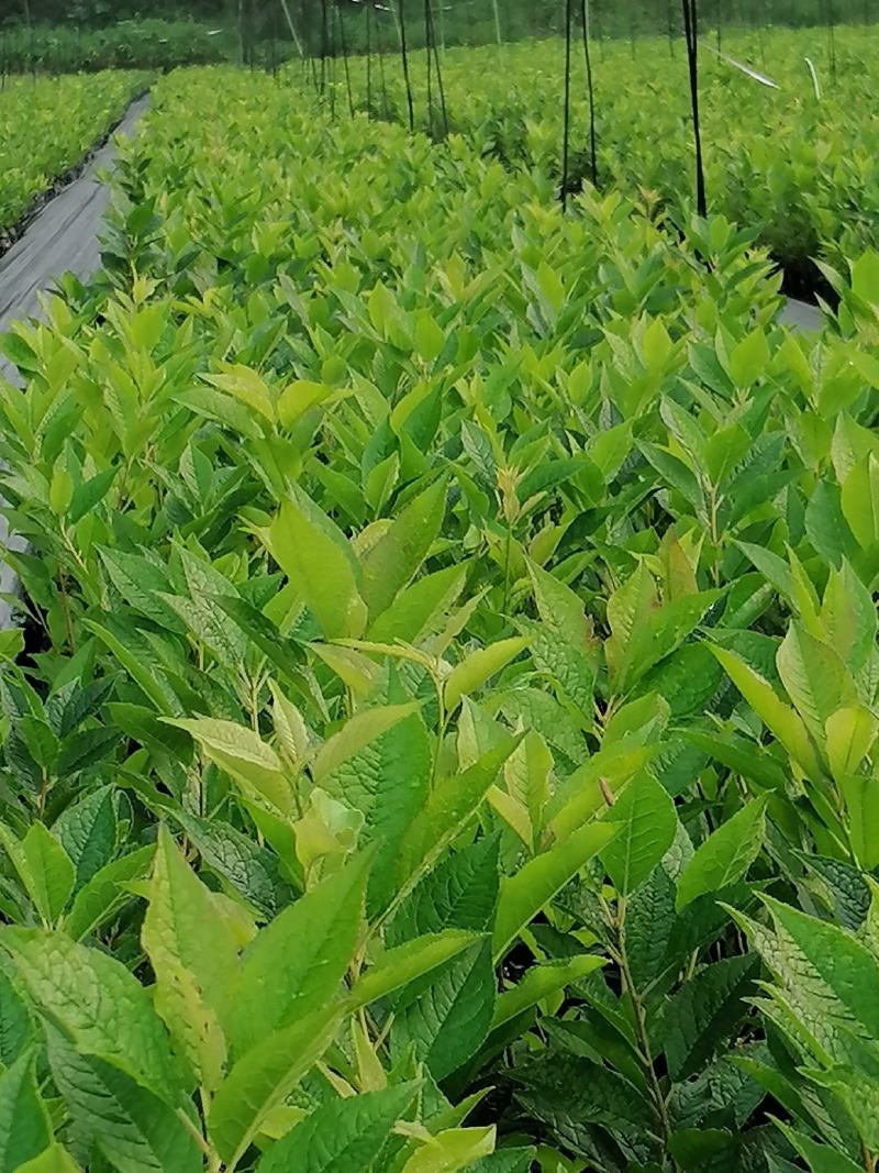 福瑞北美冬青种植基地欢迎您濒临指导，参观一手货源基地直发