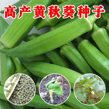 黄秋葵种子红秋葵种子水果秋葵菜种子蔬菜种子菜种