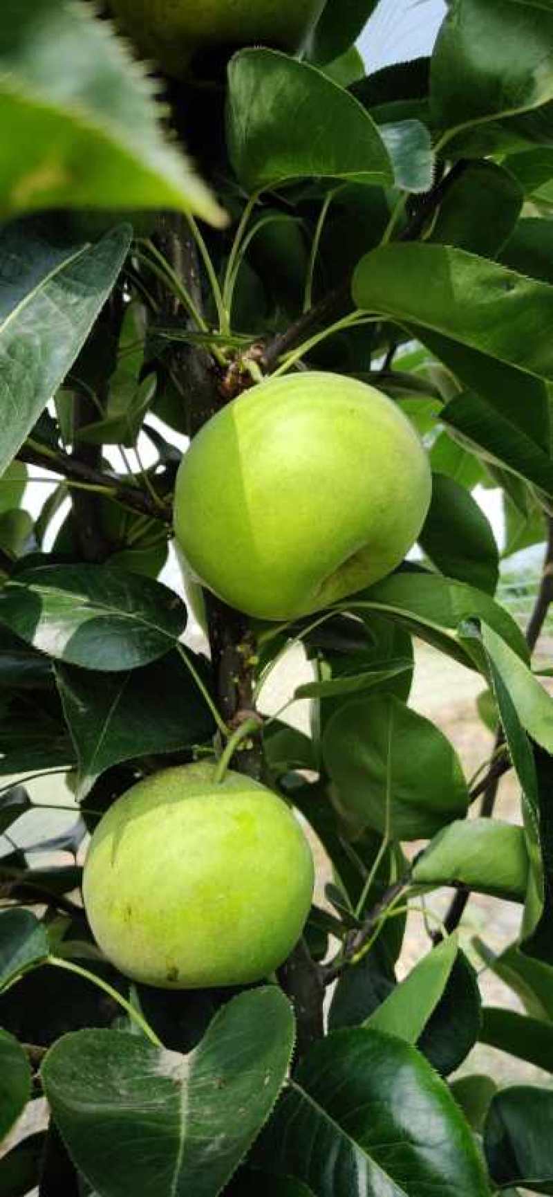 翠玉梨树苗80公分以上统苗