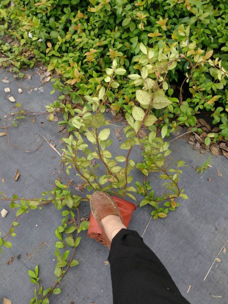 意大利络石大花络石风车茉莉，四季常绿，庭院开花芳香