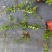 意大利络石大花络石风车茉莉，四季常绿，庭院开花芳香