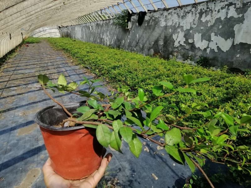 意大利络石大花络石风车茉莉，四季常绿，庭院开花芳香