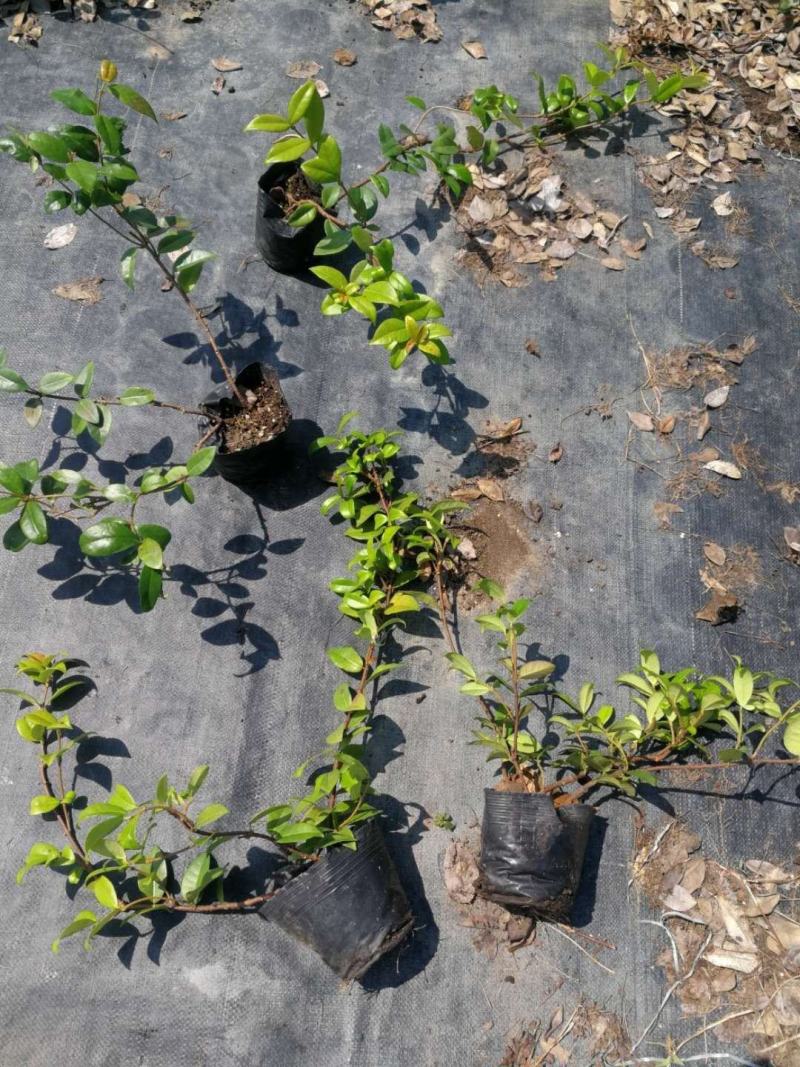 意大利络石大花络石风车茉莉，四季常绿，庭院开花芳香