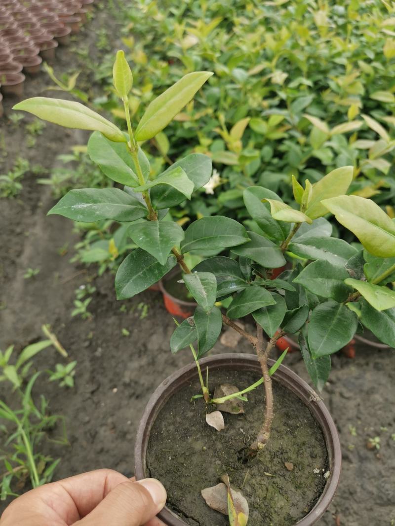 意大利络石大花络石风车茉莉，四季常绿，庭院开花芳香