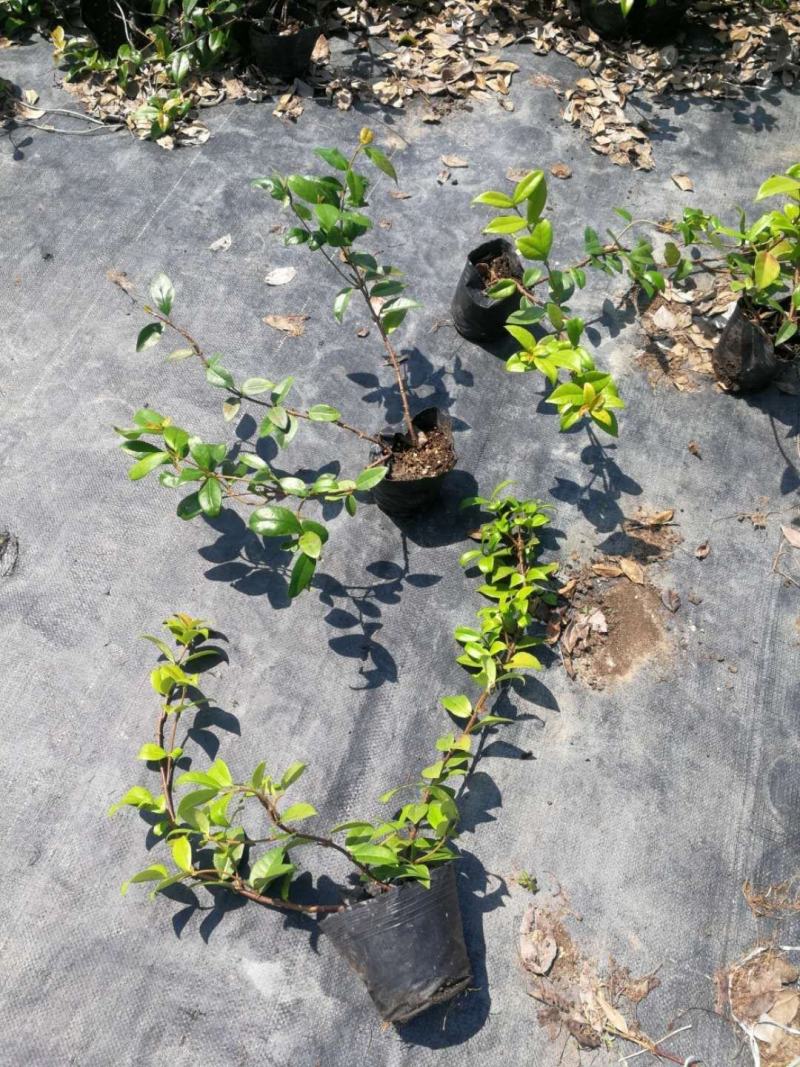 意大利络石大花络石风车茉莉，四季常绿，庭院开花芳香