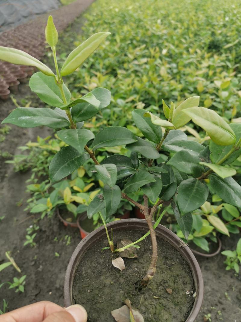 意大利络石大花络石风车茉莉，四季常绿，庭院开花芳香