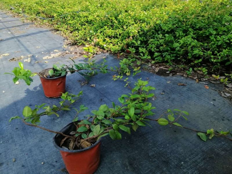 意大利络石大花络石风车茉莉，四季常绿，庭院开花芳香