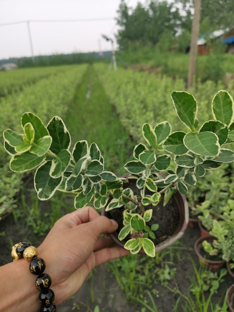 金翡翠卫矛冬红卫矛金边卫矛北方耐寒彩化苗木耐水湿植物