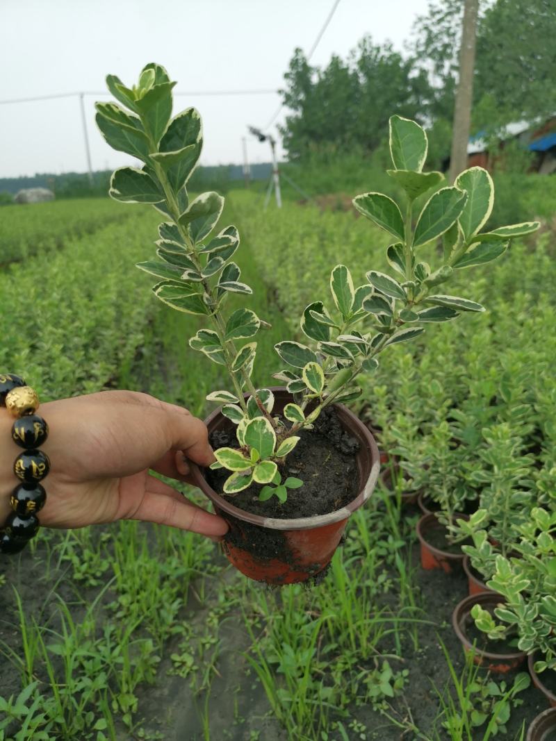 金翡翠卫矛冬红卫矛金边卫矛北方耐寒彩化苗木耐水湿植物