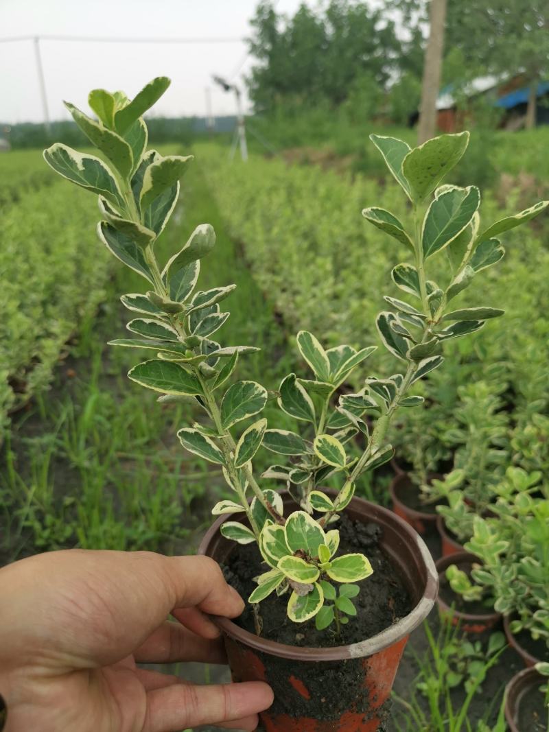 金翡翠卫矛冬红卫矛金边卫矛北方耐寒彩化苗木耐水湿植物