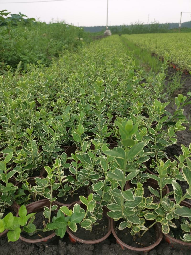 金翡翠卫矛冬红卫矛金边卫矛北方耐寒彩化苗木耐水湿植物