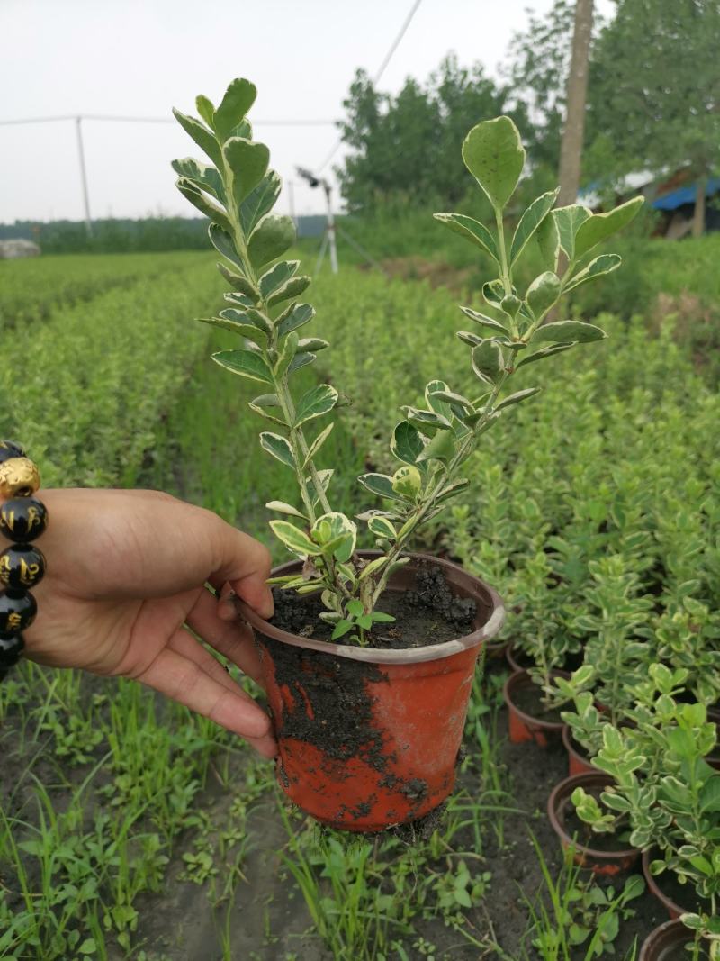 金翡翠卫矛冬红卫矛金边卫矛北方耐寒彩化苗木耐水湿植物