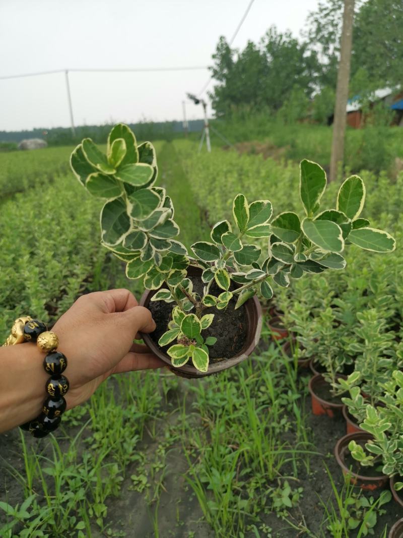 金翡翠卫矛冬红卫矛金边卫矛北方耐寒彩化苗木耐水湿植物