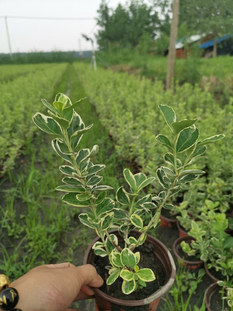 金翡翠卫矛冬红卫矛金边卫矛北方耐寒彩化苗木耐水湿植物