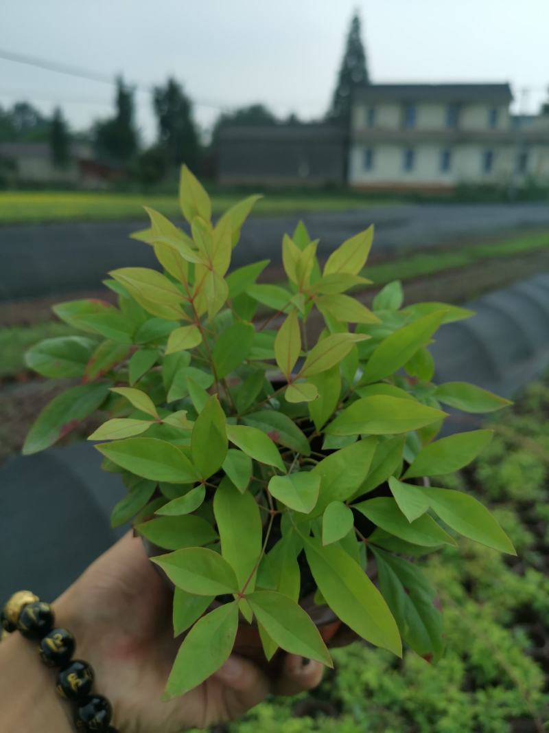 火焰南天竹东方红南天竹冬天红叶新品彩化苗木